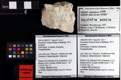 Foto (Objket + Etiketten) von Discutiolira moesica (Muţiu & Bădăluţă, 1971) 